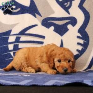 Rain, Mini Goldendoodle Puppy